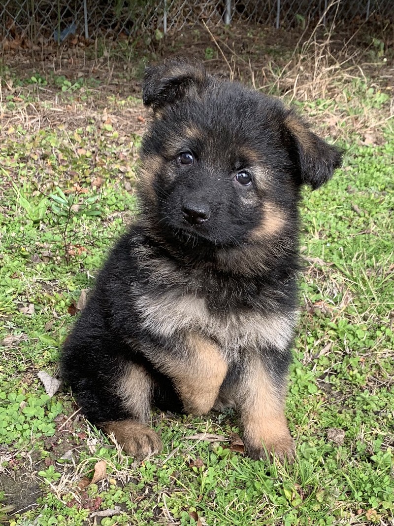 Wren vom Nevadahaus Longcoat female puppy of Brie and Walker