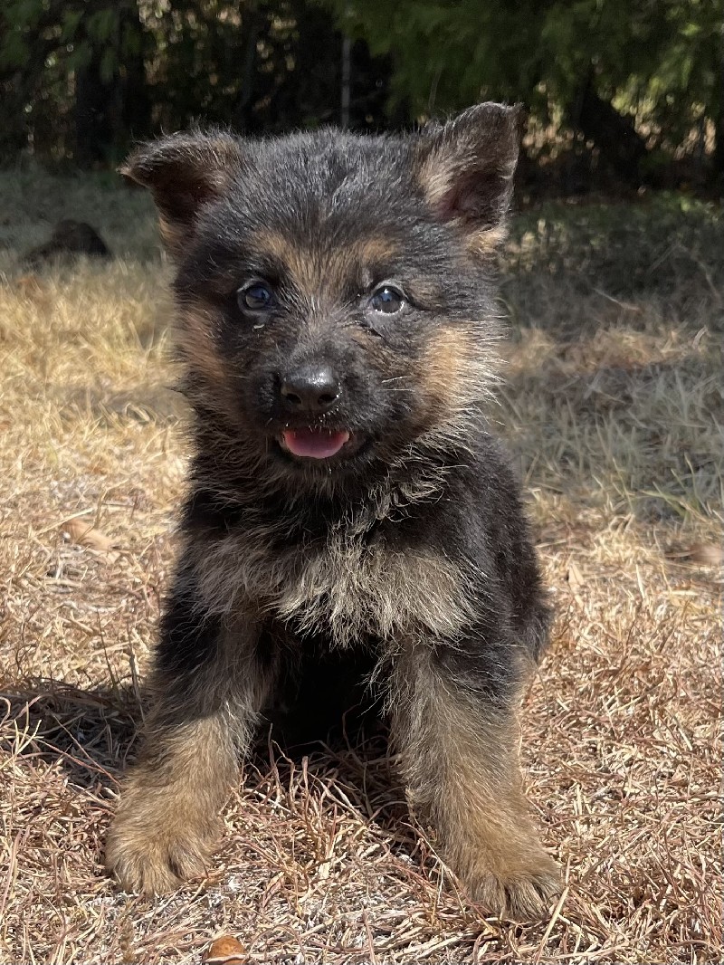 Wyatt vom Nevadahaus | Nevada Haus German Shepherd Puppies