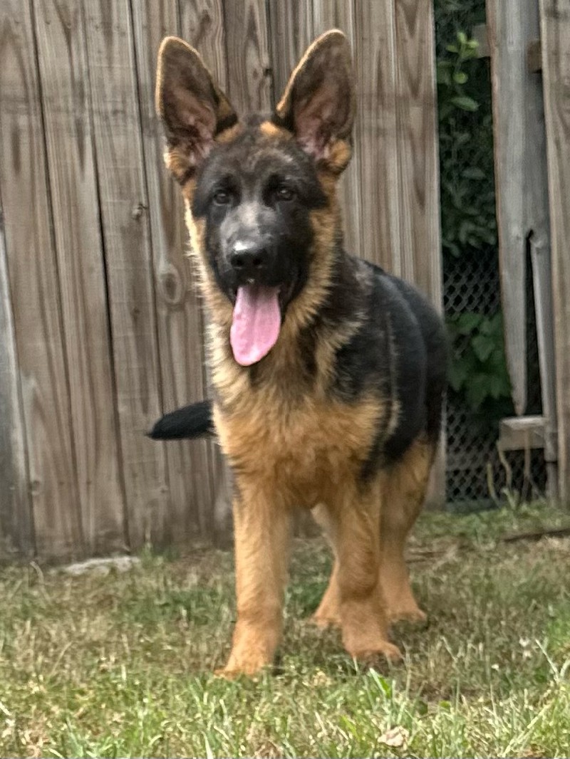 Xandro von Lausitzer Seenland | Nevada Haus German Shepherd Puppies