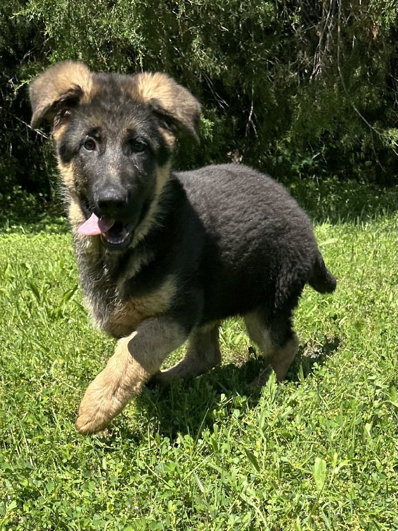 Xin von Lausitzer Seenland | Nevada Haus German Shepherd Puppies