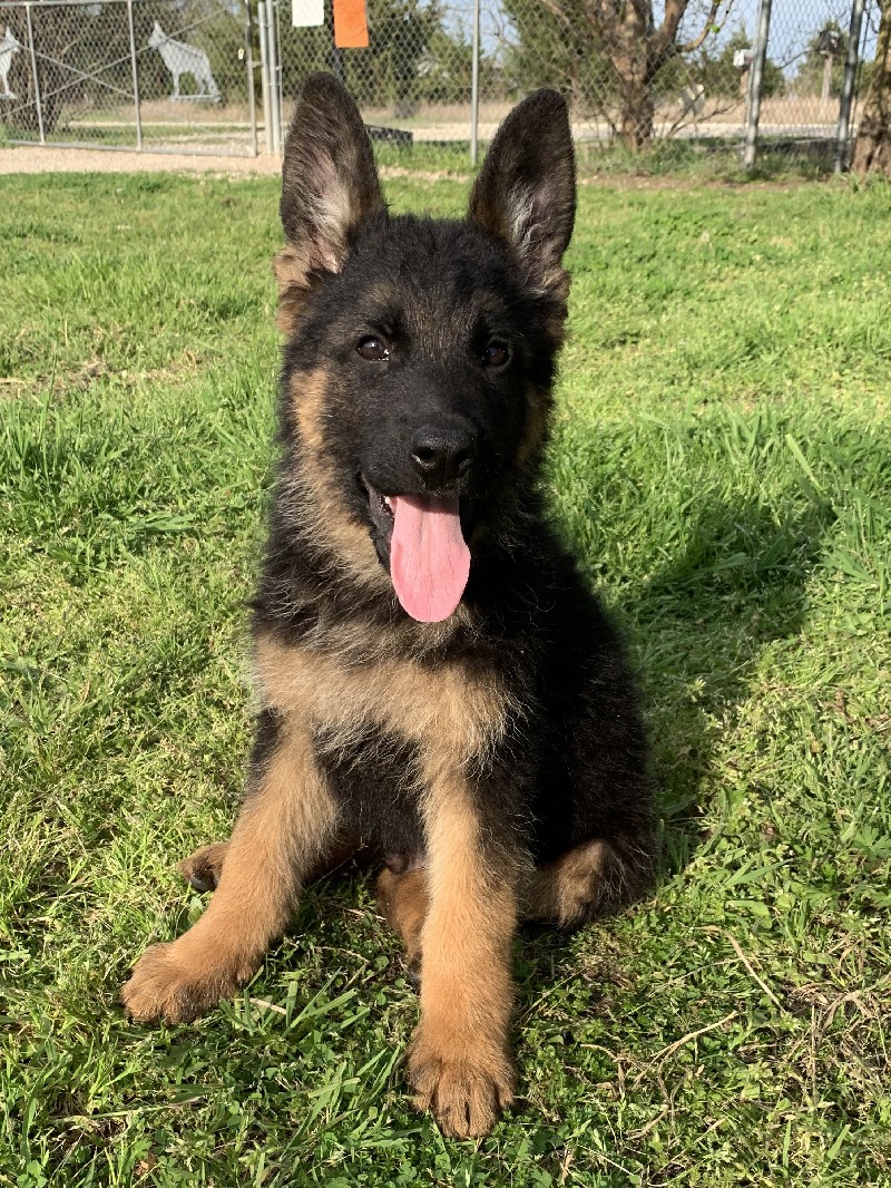 Zane vom Nevadahaus | Nevada Haus German Shepherd Puppies