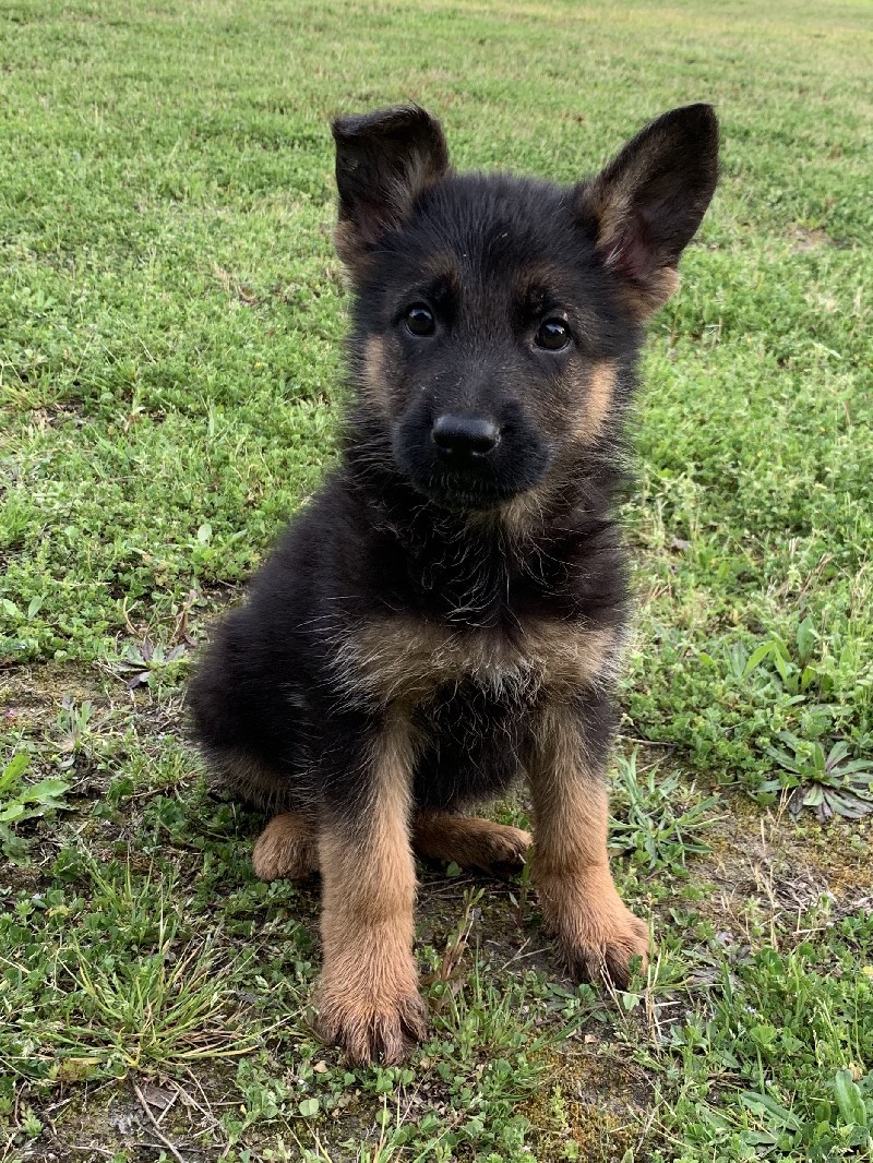 Zeke vom Nevadahaus | Nevada Haus German Shepherd Puppies