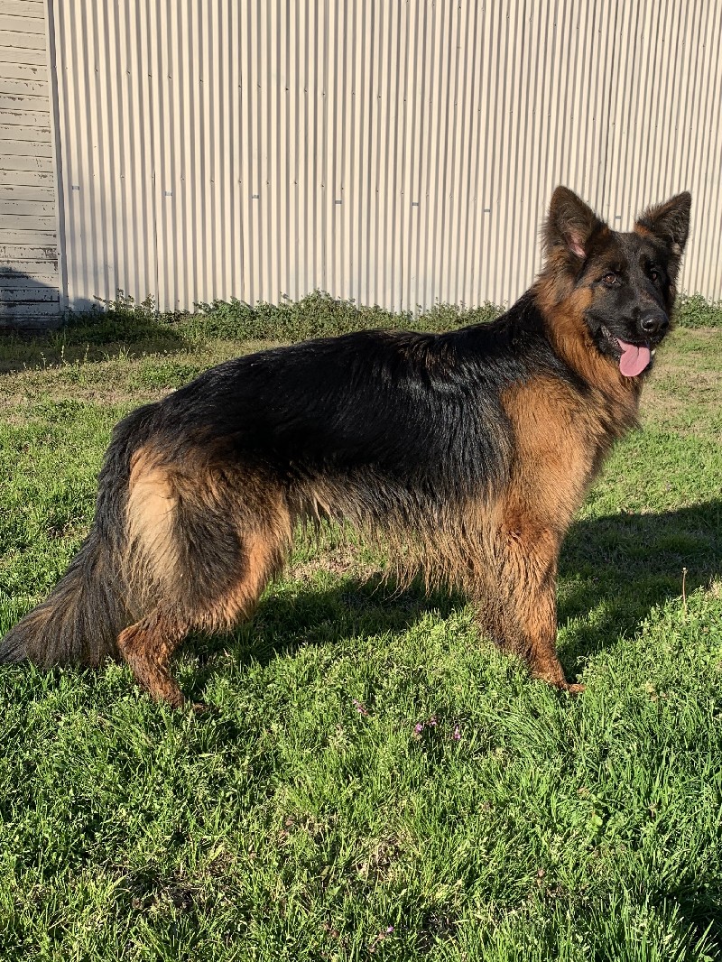 Zenyatta vom Nevadahaus - German Shepherd Puppies