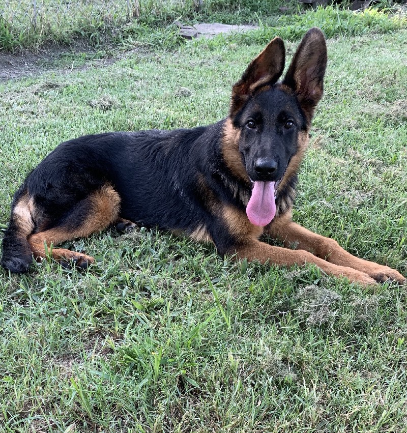 Zorba vom Nevadahaus | Nevada Haus German Shepherd Puppies