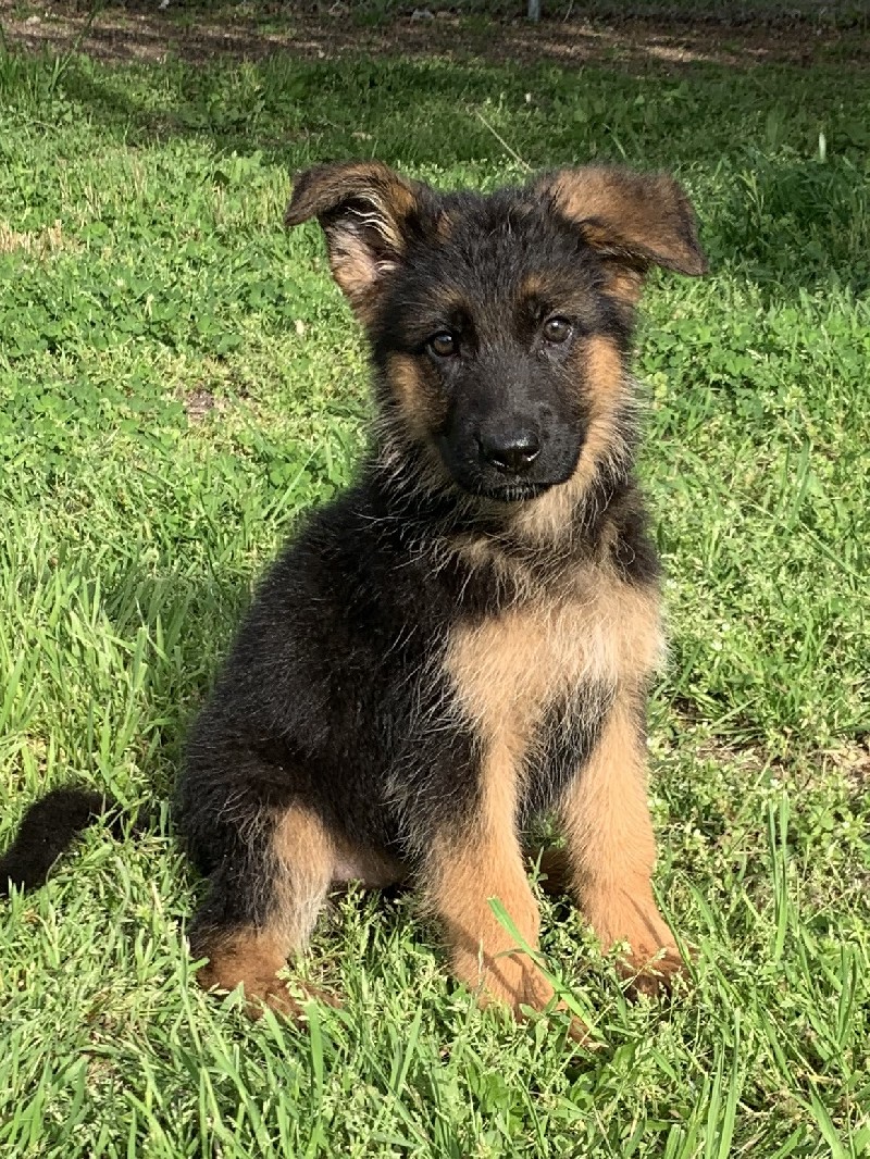 Zsa Zsa vom Nevadahaus **Breeder's Choice** | Nevada Haus German Shepherd Puppies