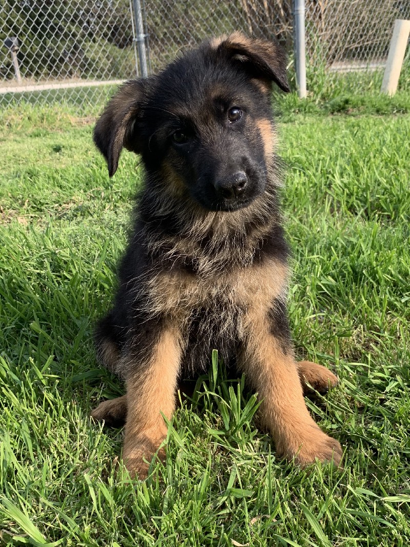 Zule vom Nevadahaus **Breeder's Choice** | Nevada Haus German Shepherd Puppies